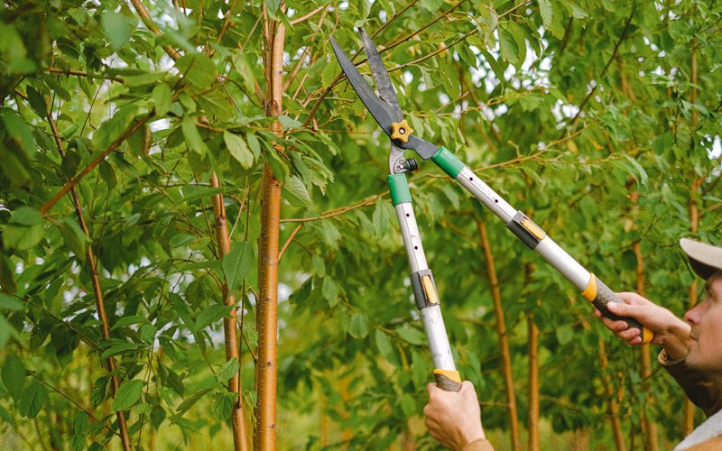Tree trimming in Oldham, SD