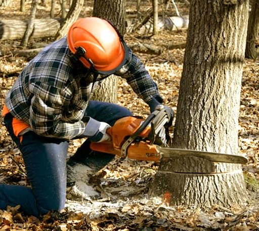 Tree Removal in Oldham, SD
